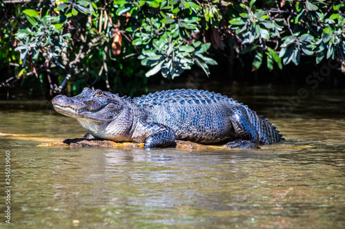 Sun Bathing Alligator