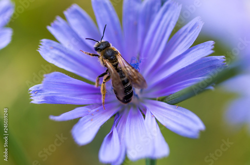 Bee on a blue flower. Macro photo. Field flower.