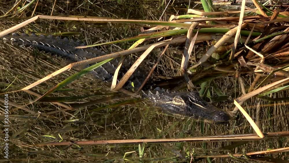 Alligator hiding in weeds Alligator hiding in weeds