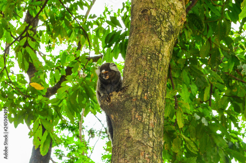Sagui monkey (Mico Estrela) in the wild in Rio de Janeiro, Brazil
