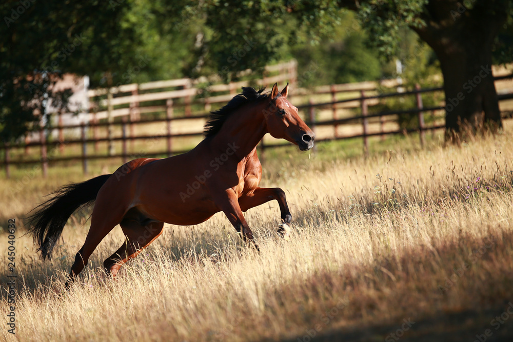 Fototapeta premium Horse gallops in portraits in the morning light and rages, in the pasture..