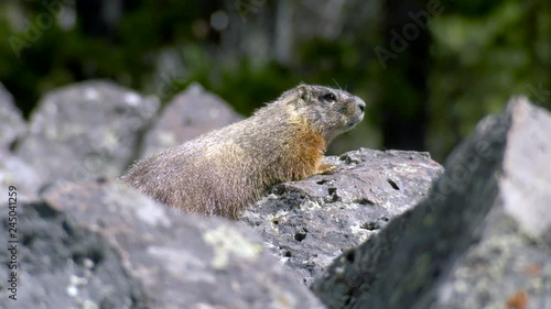 Yellowstone National Park - A cute yellow-bellied marmot sits upright as he scans the area around his den for danger photo