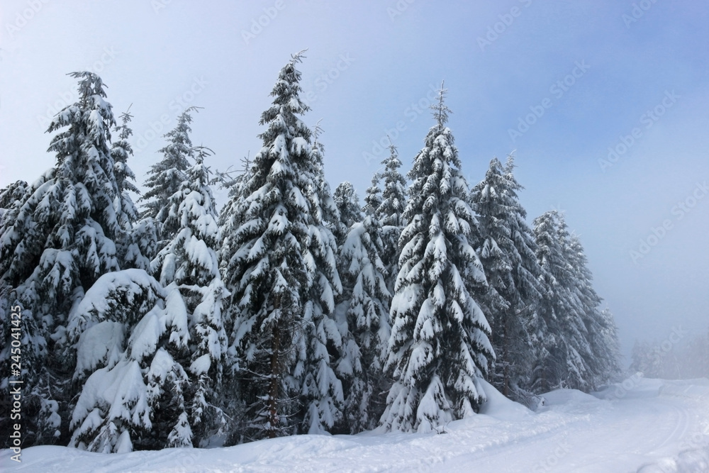 woodland with snow covered trees, change between fog and sunshine