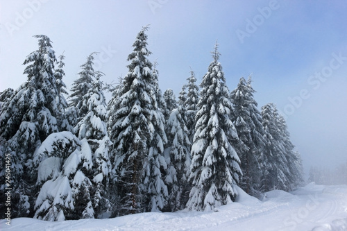 woodland with snow covered trees, change between fog and sunshine © schapinskaja