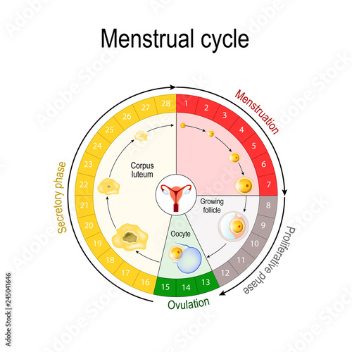 Menstrual cycle chart