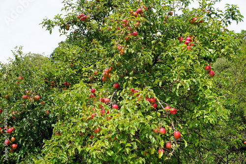 Apfelbaum in Berneck