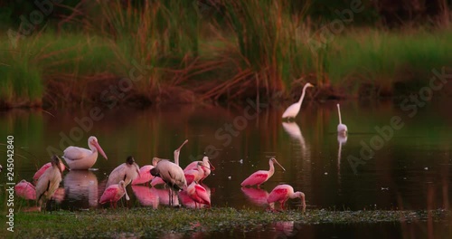 Large flock of Roseate Spoonbill birds roosting on the shore of a wetland pond in the Florida everglades at sunset.  Wood storks and a white Pelican join them.