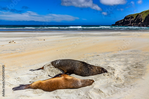 New Zealand, South Island. Otago Peninsula, Sandfly Bay. New Zealand sea lion (Phocarctos hookeri), also known as Hooker's sea lion or Whakahao (in Maori)