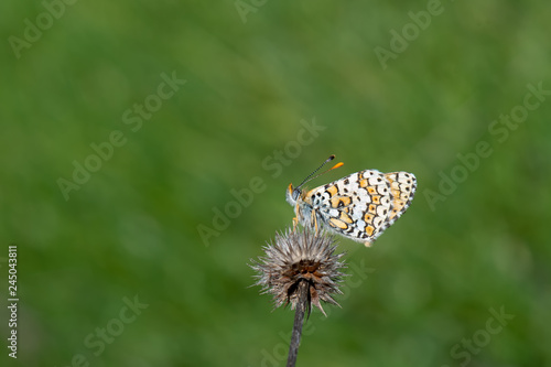 Nymphalidae / Benekli Büyük İparhan / / Melitaea phoebe photo