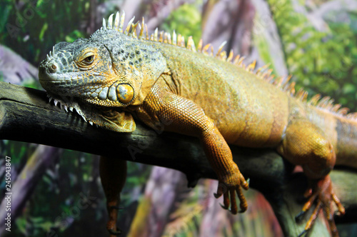 Portrait of green iguana lizard resting on the tree
