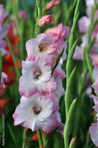 Blossom of colorful gladioluses