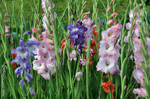 Blossom of colorful gladioluses photo