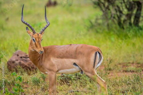 A group of Imapala or deer posing in a game reserve © shams Faraz Amir