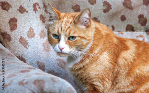 Tableau sur toile Red stray cat with beautiful blue eyes sits on an old armchair in the street