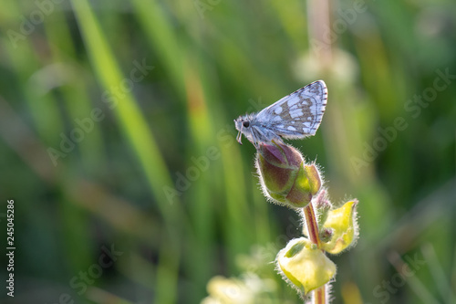 Hesperiidae / Zeytuni Zıpzıp / / Pyrgus serratulae photo