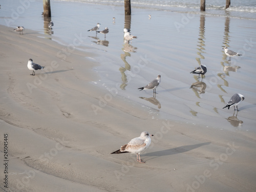 Seagulls at Daytona Beach