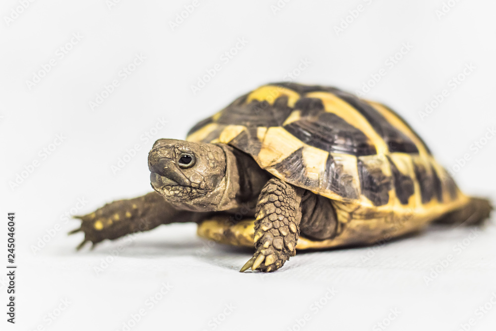 Single Hermans Tortoise isolated on white background Single Hermans Tortoise isolated on white background