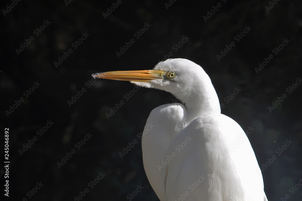 Great egret portrait Great egret portrait