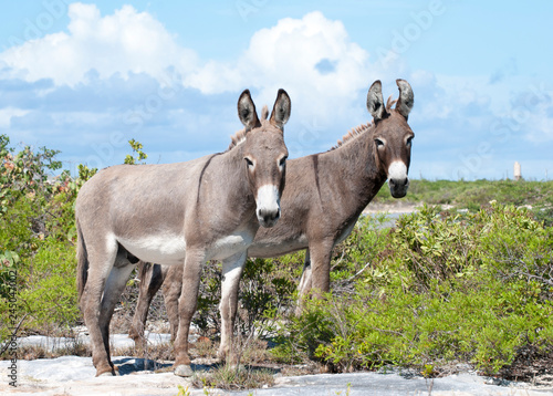 Grand Turk Island Donkeys