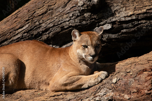The cougar (Puma concolor), also commonly known as the puma, mountain lion, panther or catamount