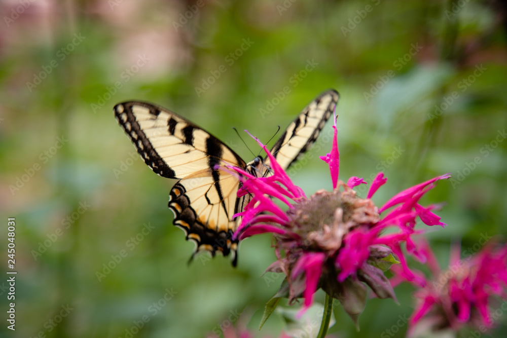 Eastern Tiger Swallowtail Eastern Tiger Swallowtail