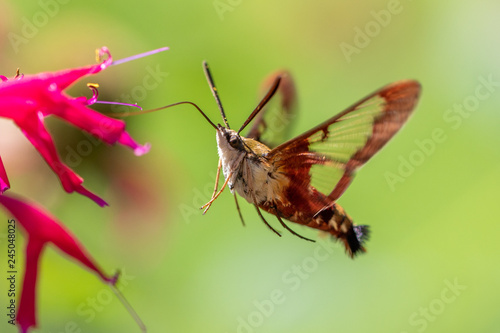 Hummingbird Moth
