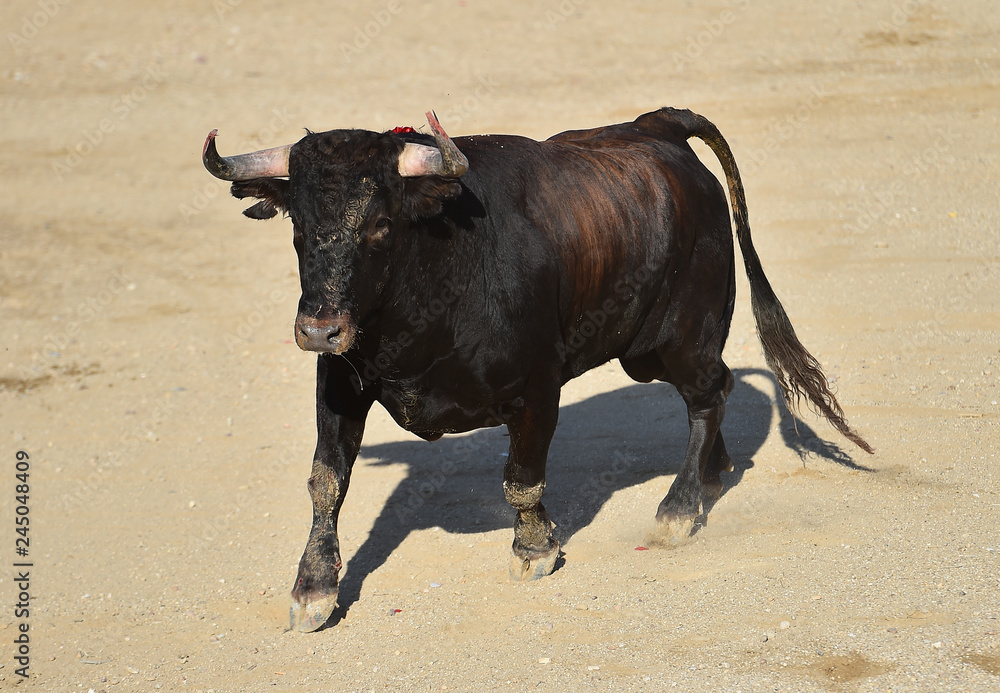 bull in spain bull in spain