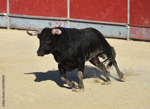 bull in spain