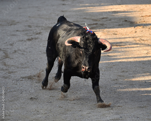 bull in spain