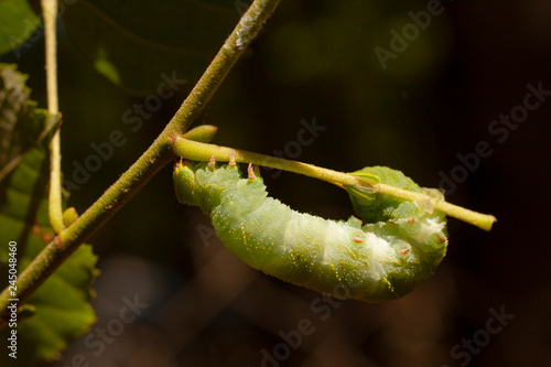 Smerinthus ocellatus, the eyed hawk-moth, is a European moth of the family Sphingidae. Large green caterpillar before pupation. photo