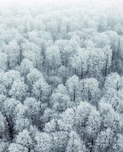 las bukowy zimą