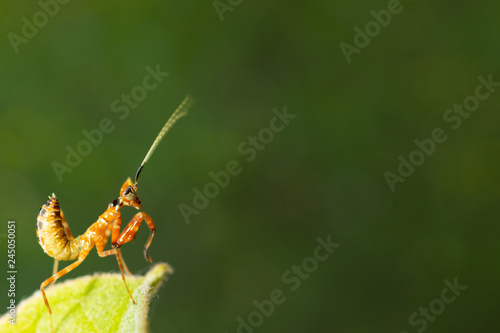 Young European Mantis or Praying Mantis, Mantis religiosa, on leaf