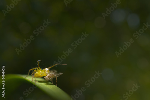 Super Macro spider select focus,Yellow head spider on a Leaves tree in nature © frank29052515