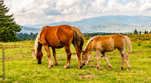 A Mare and a Colt Grazing in a Meadow