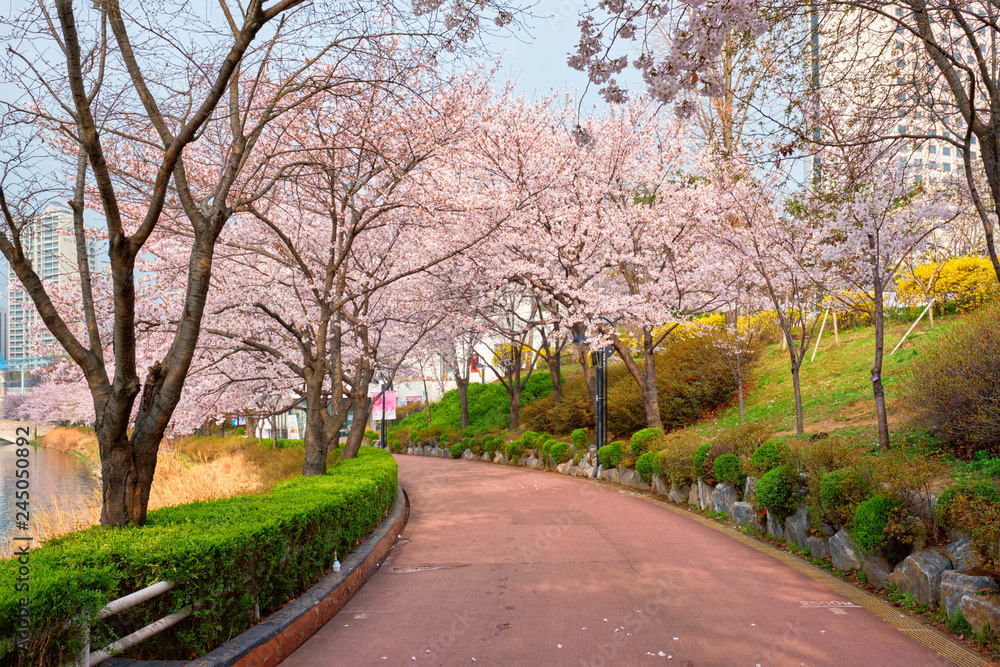 Blooming sakura cherry blossom alley in park Blooming sakura cherry blossom alley in park