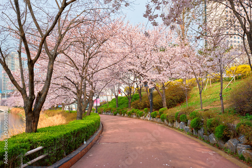 Blooming sakura cherry blossom alley in park