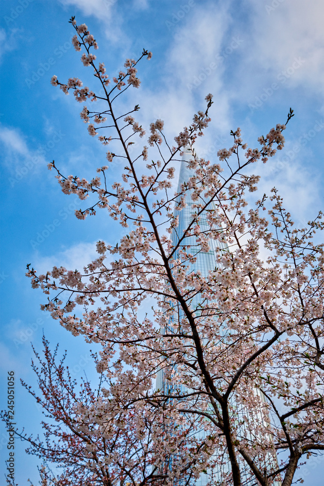 Blooming sakura cherry blossom alley in park Blooming sakura cherry blossom alley in park