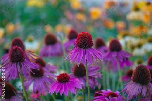 Spring background. Echinacea daisies with shallow depth of field and colorful bokeh photo