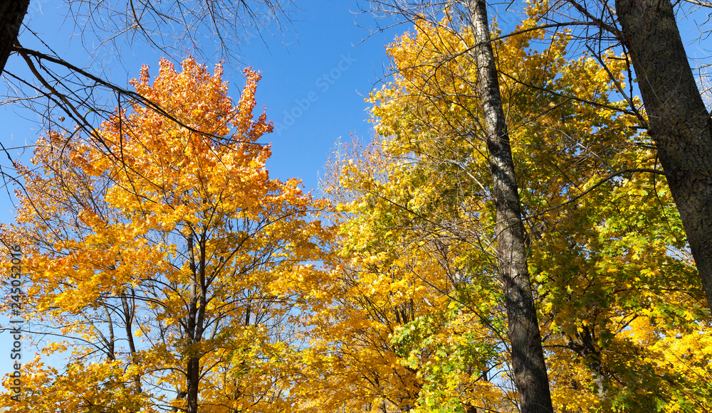 Maple tree autumn Maple tree autumn