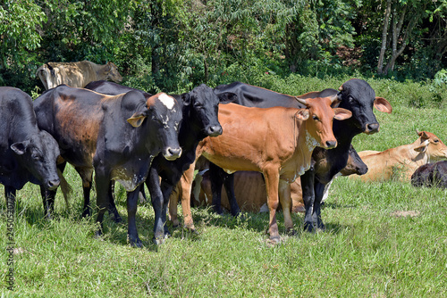 Crossbreed cattle in green pasture