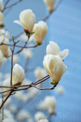 Blloming flowers on a tree in spring