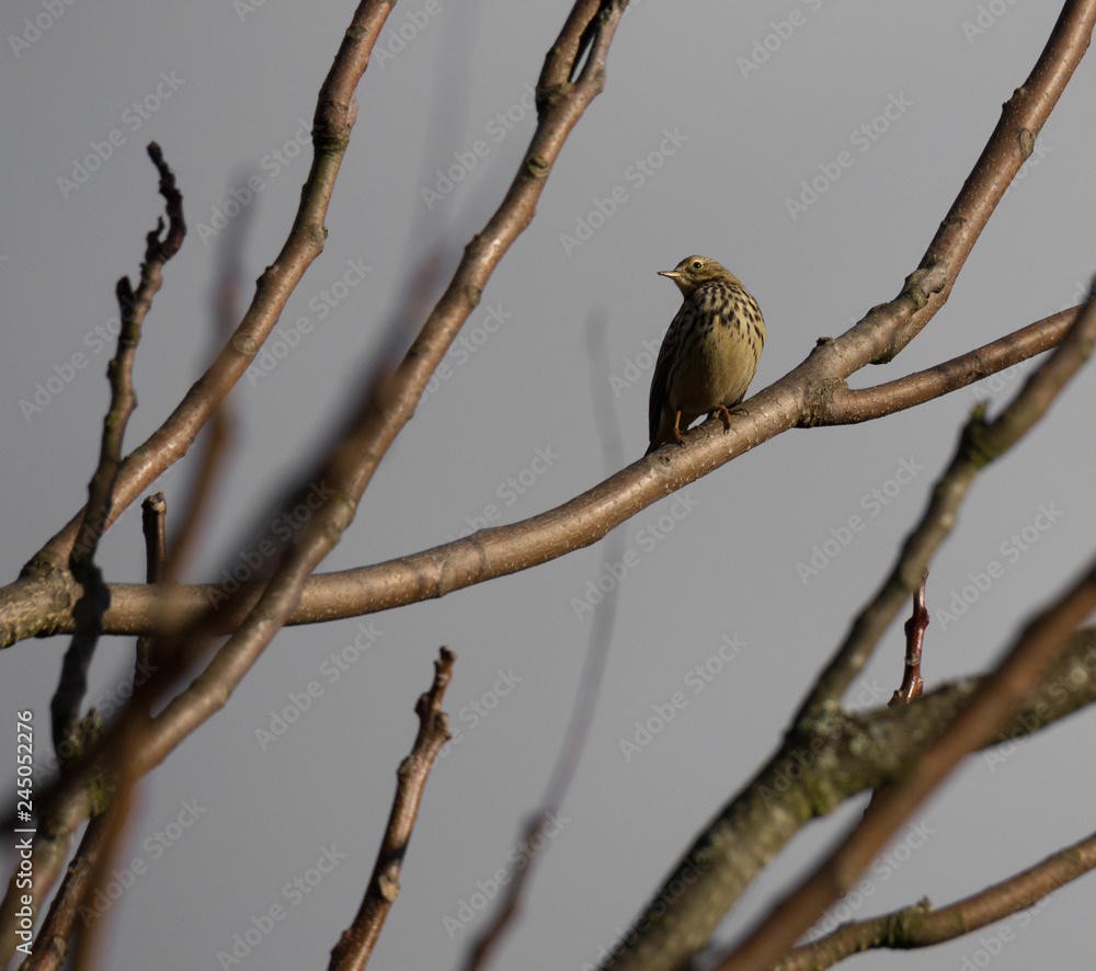 Obraz premium Anthus pratenseis (Petinha-dos-prados) in Braga, Portugal at winter.