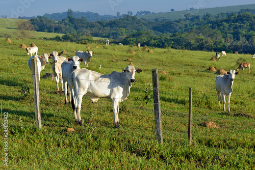 Nelore and mestizo cattle under the morning light © Jaboticaba Images