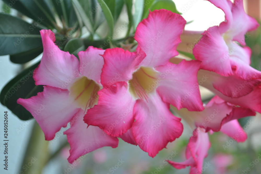 flor fucsia flor fucsia