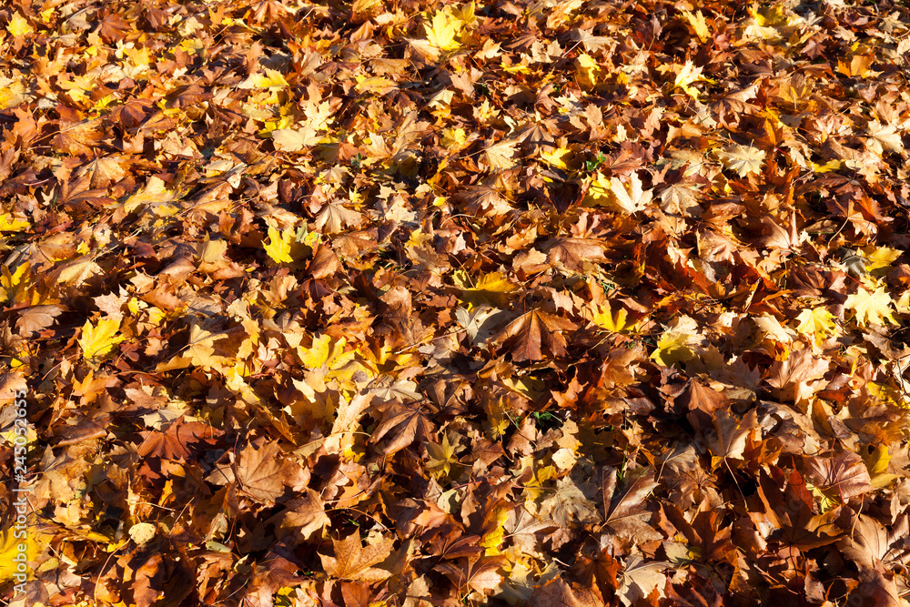 soil foliage soil foliage