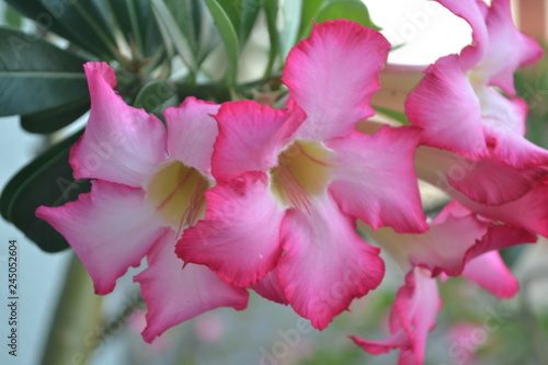 flor fucsia