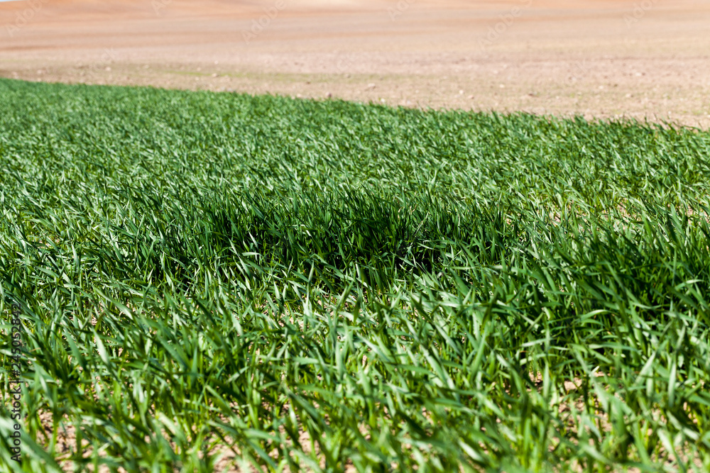 Obraz premium grass is green