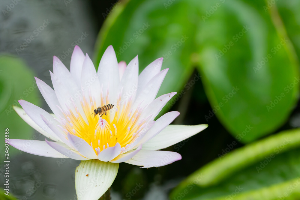 Macro of Bees flying on white lotus Flower in water pond. Macro of Bees flying on white lotus Flower in water pond.