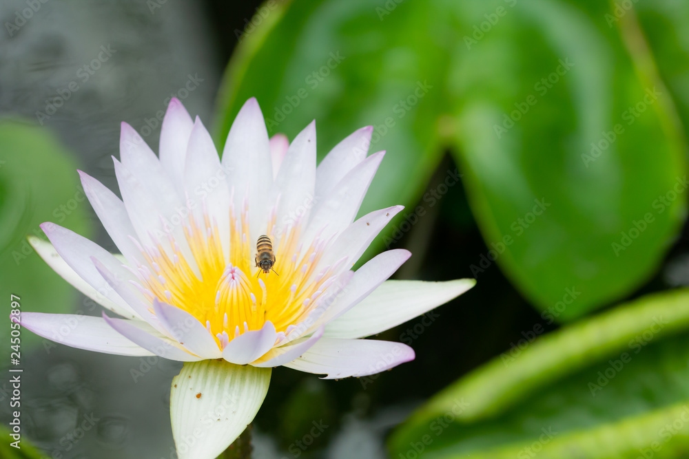 Macro of Bees flying on white lotus Flower in water pond. Macro of Bees flying on white lotus Flower in water pond.