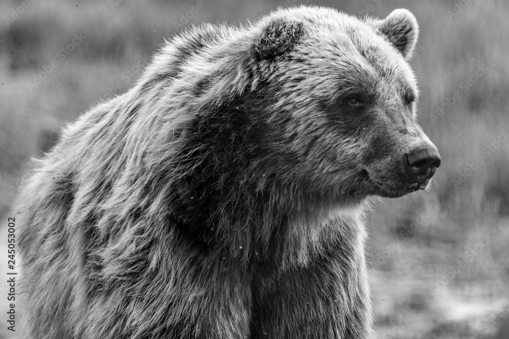 Obraz premium Alaskan Grizzly Bear